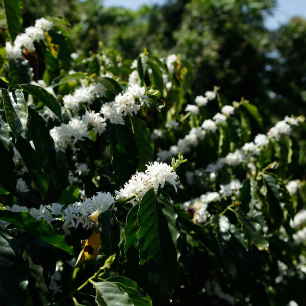 Ecuador Manuel Elfren Jimenez