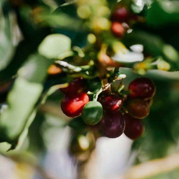 Costa Rica Finca Monte Alto Lot 1