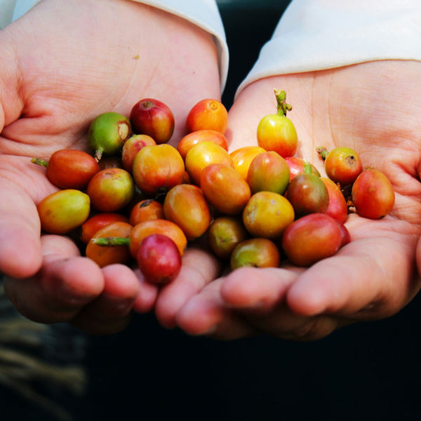 Ethiopia Guji Kerche Wine Process