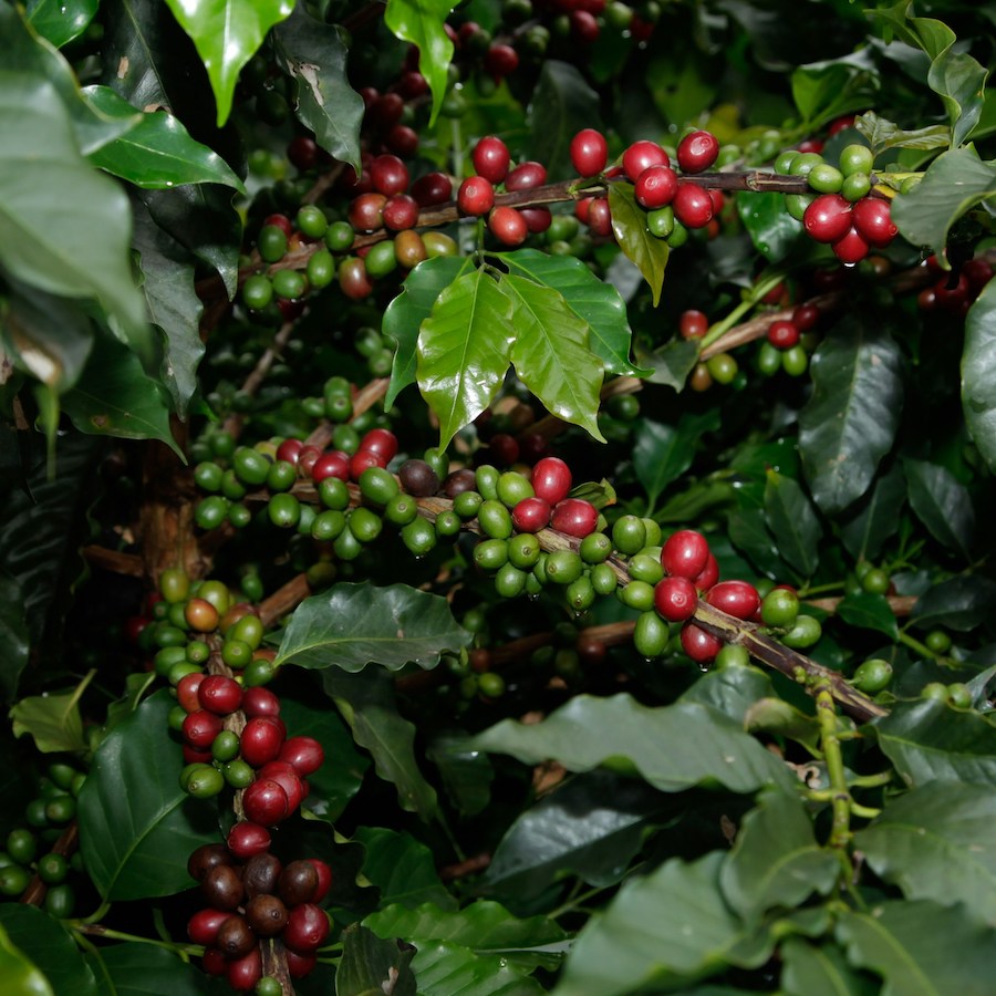 Ethiopia Ardent Guji Washed packshot