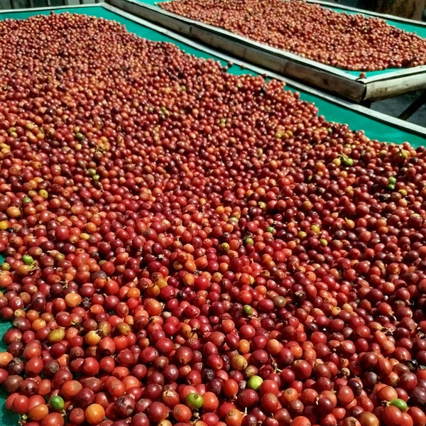 Guatemala Blue Ayarza