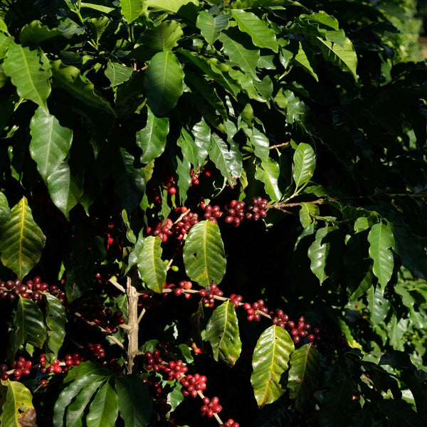 Guatemala Blue Ayarza Anaerobic