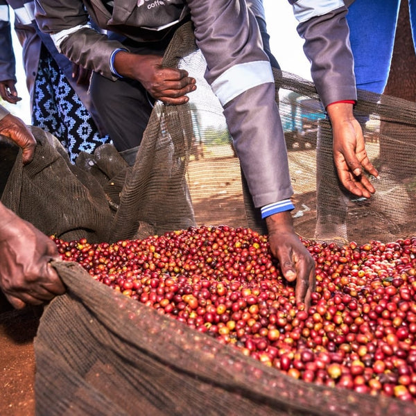 Kenya Eaagads AA