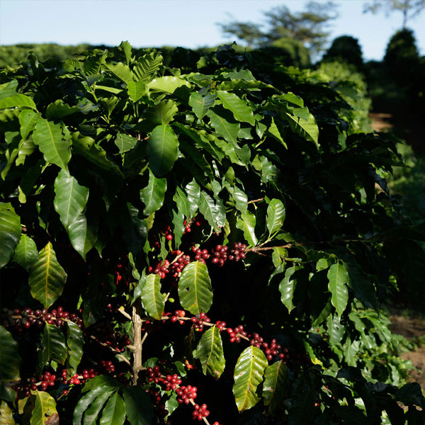 Brazil Tropical Bahia