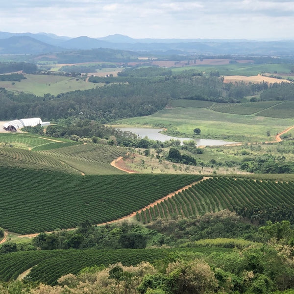 Brazil Ipanema Premier Cru Blackcurrant Blue