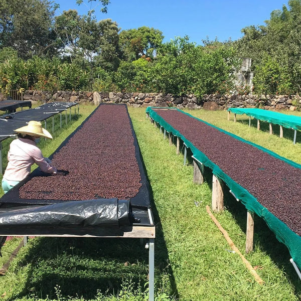 Panama La Huella Canas Verdes Lot 25