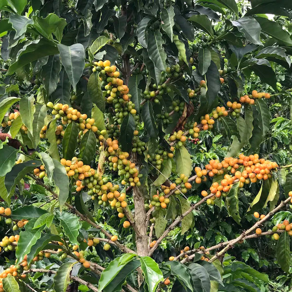 Coffee cherries on a coffee tree with green leaves
