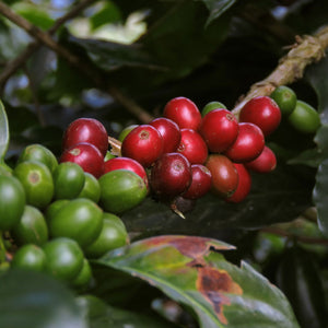 Red and green coffee berries on a branch with leaves in the background