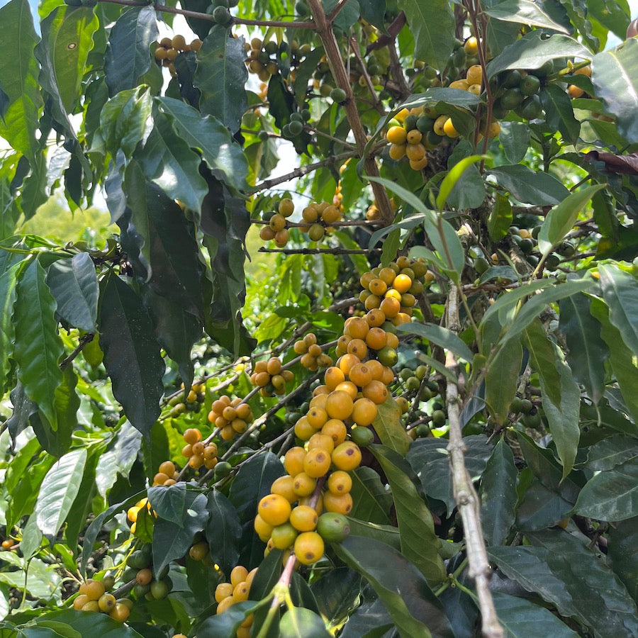 Colombia Mikava Gesha Double Washed Carbonic Maceration