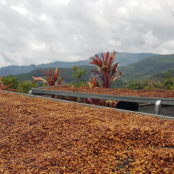 Costa Rica La Bandera