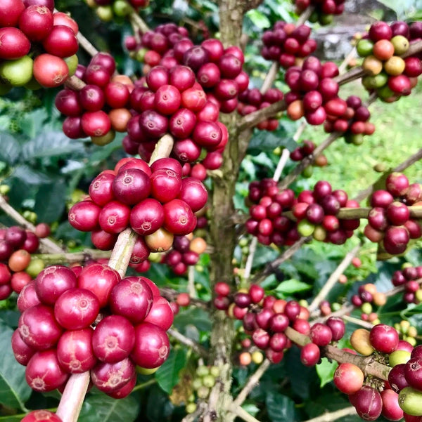 Colombia El Placer White Honey Gesha