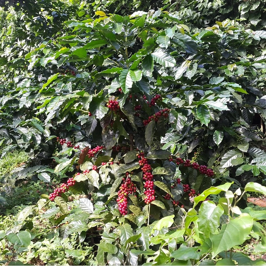 El Salvador Los Naranjos