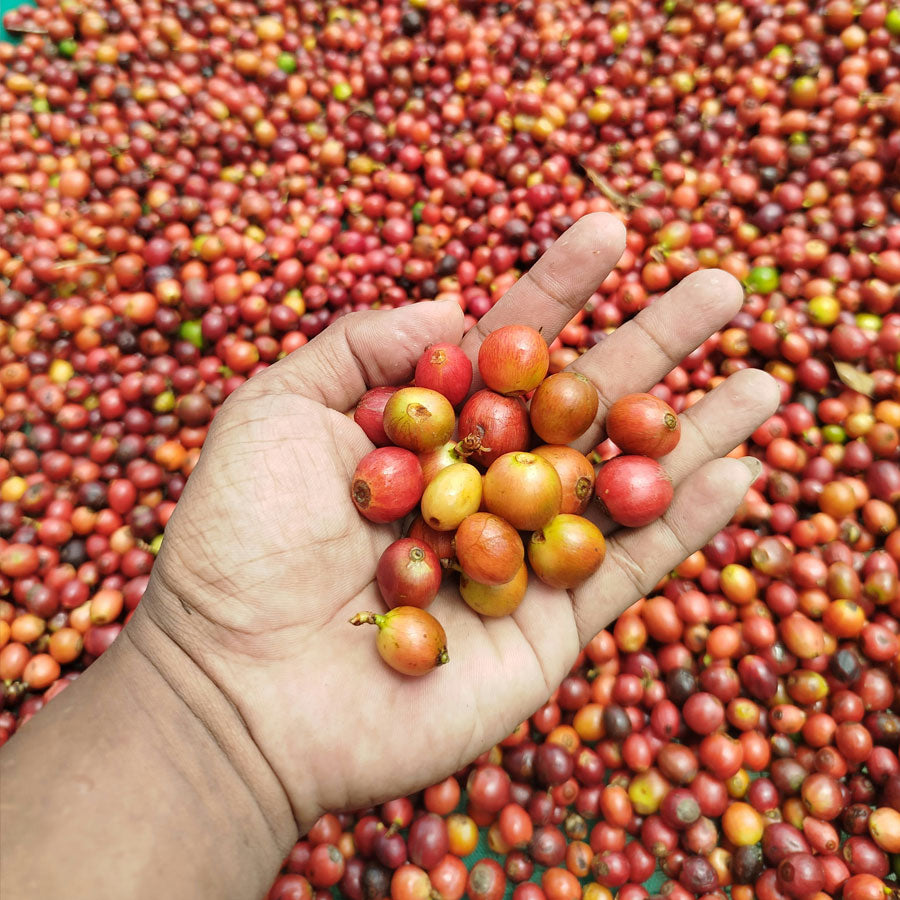 Kenya Eaagads AA