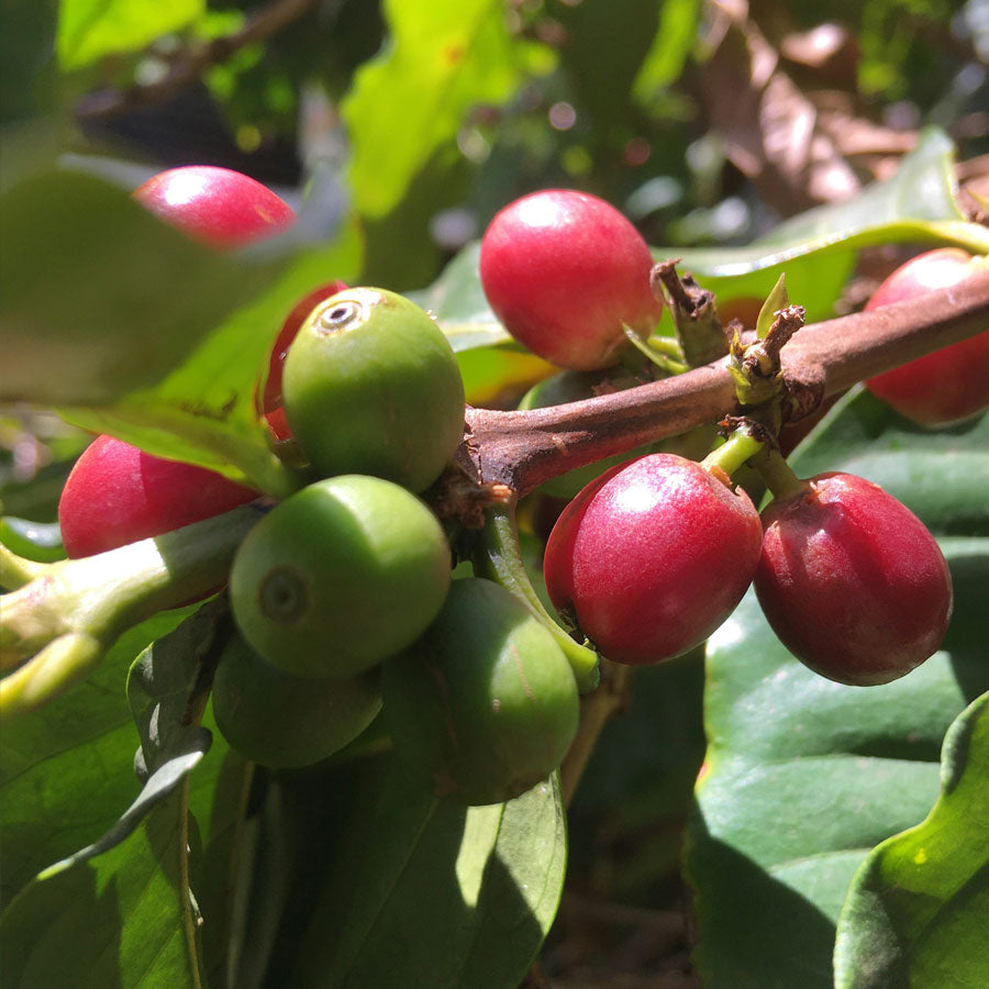 Colombia Mikava Marsella Red Bourbon