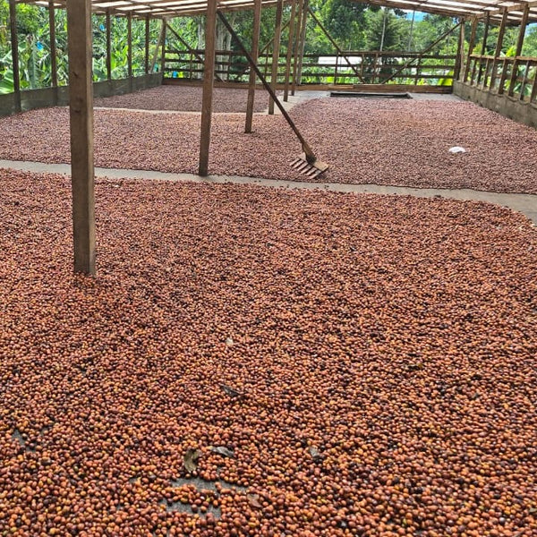 Colombia Las Brisas Gesha