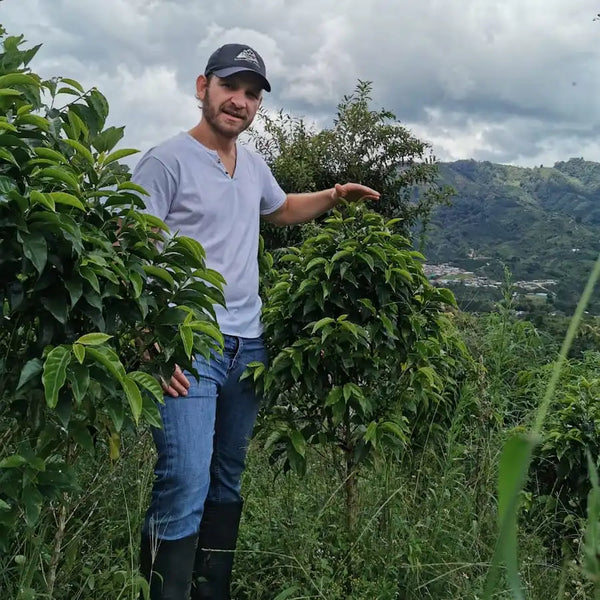Colombia EL Placer Gesha Mandarina White Honey