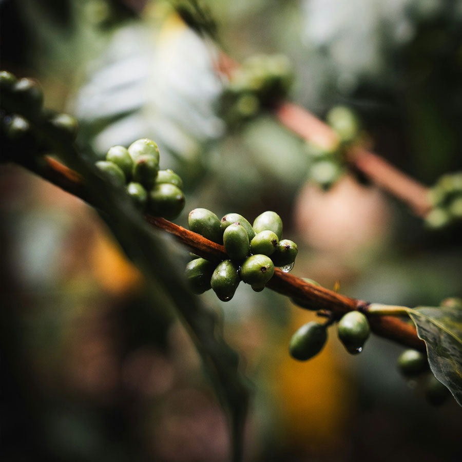 Close-up of green coffee beans on a branch with a blurred natural background