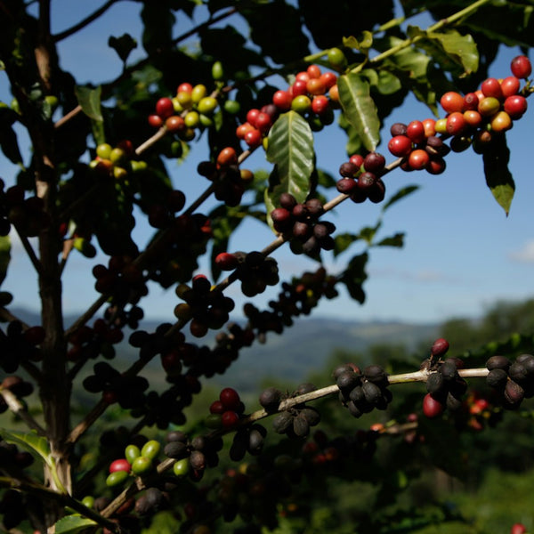 El Salvador Landaverde Gesha