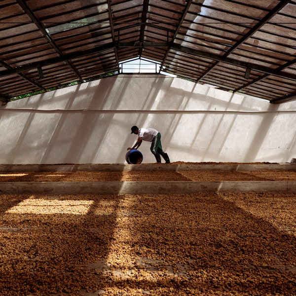 Colombia El Placer Co-Fermented Red Fruits