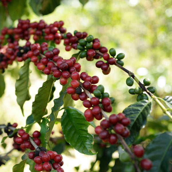 Ethiopia Ardent Guji Natural