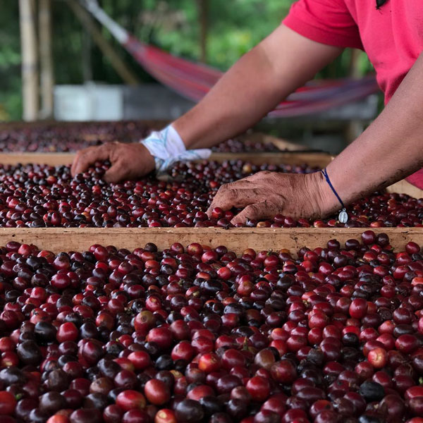 Colombia (La Huerta) 250g Colombia (La Huerta) 250g