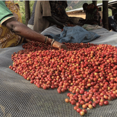 Buy coffee online Burundi Coffee Beans french press