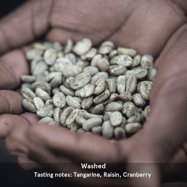 Buy Coffee Online Ethiopia Washed