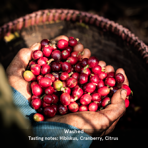 Buy coffee online coffee beans Kenyan