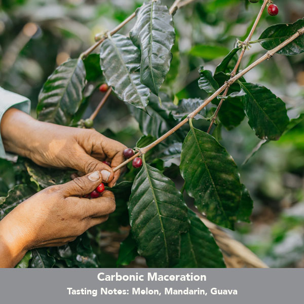 Colombia Mikava Marsella 250g