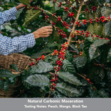 Colombia Mikava Santuario 175g