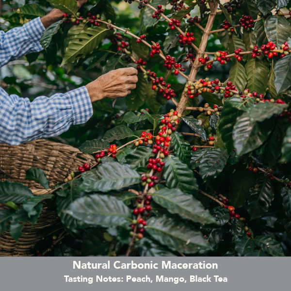 Colombia Mikava Santuario 175g