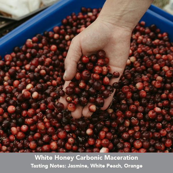 Colombia El Placer White Honey