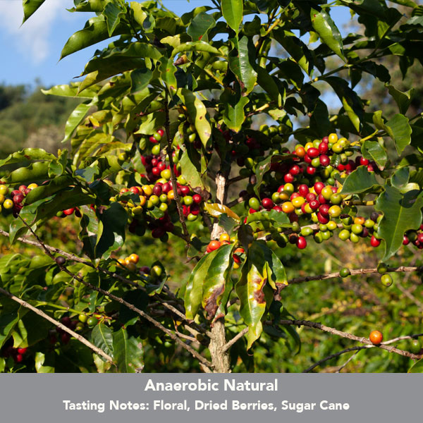 Brazil – Ipanema Premier Cru H53 Blossom Blue