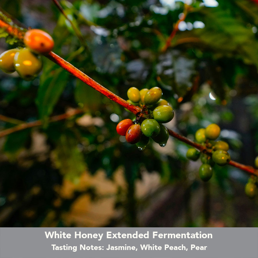 Wilder Lazo Sidra White Honey